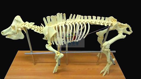 1956年生肖 动物骨骼